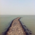 杨红