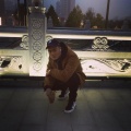 GIF7ED、Ocase