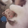 肥猫