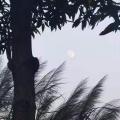 Ele农民企业家 - 故梦