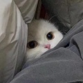 歪歪施