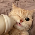 猫的房东 - The Show