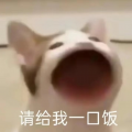 海鱼 - 今天也想见到你
