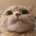 她的猫 - 我以为