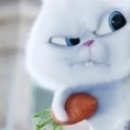 小的白的兔