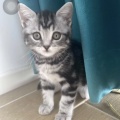 猫喵喵