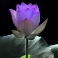 明若晓溪