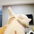 吴胜轩