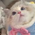 苏卿容、弦森