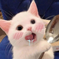 是SQ呀