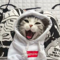 施柒