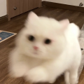尹云跃