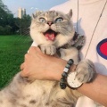 张阿然