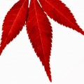 张鹏 - 母亲
