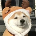 鮑磊