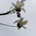 音悦、a