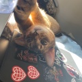 求tanA等于几