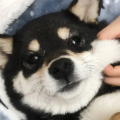 顾星辰Yukkki