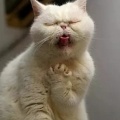 顾北秋