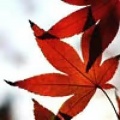 船帆