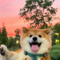 理理