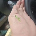 鱼儿不吃铁片