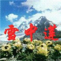 雪中莲 - 挥挥手我不愿你走