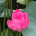 李叁肆