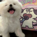 是叶子诶