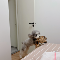 一颗金丹