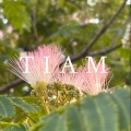 天幕Tiam、开拓者雷达
