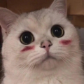 阿华www