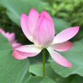 大王小王