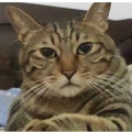 猫爪打键盘