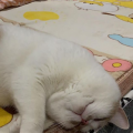 月轩