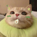 是希颜呀