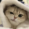 苏阿九、白梓婼