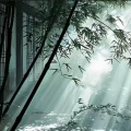 朝竹