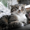 紫天大猫圣