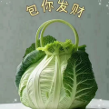 小五歌
