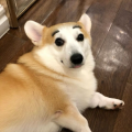 苏锦