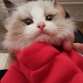 爱驹布偶猫
