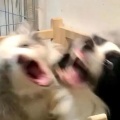 陌轩