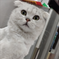 摆烂王