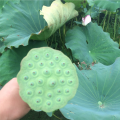 半条命的狐狸