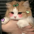 荔枝