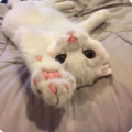 猫饼 - 可不可以给我你的微信
