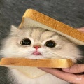 宋雅琪