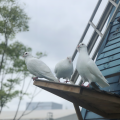 王大婶.