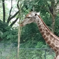 逸凡